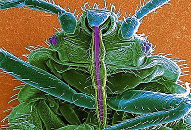 《我的可爱妻子》魅魔角色部分公开